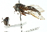  ( - CNC DIPTERA 102992)  @11 [ ] CreativeCommons - Attribution (2011) CNC/CBG Photography Group Centre for Biodiversity Genomics