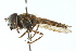  ( - CNC DIPTERA 102993)  @11 [ ] CreativeCommons - Attribution (2011) CNC/CBG Photography Group Centre for Biodiversity Genomics