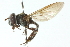  ( - CNC DIPTERA 102995)  @11 [ ] CreativeCommons - Attribution (2011) CNC/CBG Photography Group Centre for Biodiversity Genomics