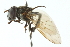  ( - CNC DIPTERA 102996)  @11 [ ] CreativeCommons - Attribution (2011) CNC/CBG Photography Group Centre for Biodiversity Genomics