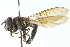  ( - CNC DIPTERA 102997)  @11 [ ] CreativeCommons - Attribution (2011) CNC/CBG Photography Group Centre for Biodiversity Genomics