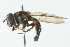  ( - CNC DIPTERA 102998)  @11 [ ] CreativeCommons - Attribution (2011) CNC/CBG Photography Group Centre for Biodiversity Genomics