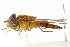  ( - CNC DIPTERA 103001)  @11 [ ] CreativeCommons - Attribution (2011) CNC/CBG Photography Group Centre for Biodiversity Genomics