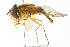  ( - CNC DIPTERA 103002)  @11 [ ] CreativeCommons - Attribution (2011) CNC/CBG Photography Group Centre for Biodiversity Genomics