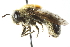  ( - CNC DIPTERA 103027)  @14 [ ] CreativeCommons - Attribution (2011) CNC/CBG Photography Group Centre for Biodiversity Genomics