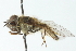  ( - CNC DIPTERA 103031)  @13 [ ] CreativeCommons - Attribution (2011) CNC/CBG Photography Group Centre for Biodiversity Genomics