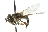  ( - CNC DIPTERA 103034)  @11 [ ] CreativeCommons - Attribution (2011) CNC/CBG Photography Group Centre for Biodiversity Genomics