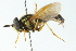  ( - CNC DIPTERA 103063)  @11 [ ] CreativeCommons - Attribution (2011) CNC/CBG Photography Group Centre for Biodiversity Genomics
