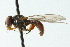  ( - CNC DIPTERA 103071)  @13 [ ] CreativeCommons - Attribution (2011) CNC/CBG Photography Group Centre for Biodiversity Genomics