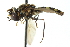 ( - CNC DIPTERA 103074)  @12 [ ] CreativeCommons - Attribution (2011) CNC/CBG Photography Group Centre for Biodiversity Genomics