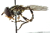  ( - CNC DIPTERA 103075)  @14 [ ] CreativeCommons - Attribution (2011) CNC/CBG Photography Group Centre for Biodiversity Genomics