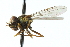  ( - CNC DIPTERA 103079)  @12 [ ] CreativeCommons - Attribution (2011) CNC/CBG Photography Group Centre for Biodiversity Genomics