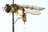  ( - CNC DIPTERA 103080)  @14 [ ] CreativeCommons - Attribution (2011) CNC/CBG Photography Group Centre for Biodiversity Genomics