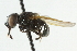  ( - CNC DIPTERA 103096)  @13 [ ] CreativeCommons - Attribution (2011) CNC/CBG Photography Group Centre for Biodiversity Genomics