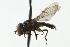  ( - CNC DIPTERA 103097)  @13 [ ] CreativeCommons - Attribution (2011) CNC/CBG Photography Group Centre for Biodiversity Genomics