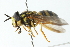  ( - CNC DIPTERA 103105)  @11 [ ] CreativeCommons - Attribution (2011) CNC/CBG Photography Group Centre for Biodiversity Genomics