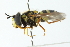  ( - CNC DIPTERA 103106)  @11 [ ] CreativeCommons - Attribution (2011) CNC/CBG Photography Group Centre for Biodiversity Genomics