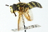  ( - CNC DIPTERA 103107)  @11 [ ] CreativeCommons - Attribution (2011) CNC/CBG Photography Group Centre for Biodiversity Genomics