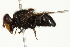  (Copestylum victoria - CNC DIPTERA 10506)  @13 [ ] CreativeCommons - Attribution (2011) CNC/CBG Photography Group Centre for Biodiversity Genomics