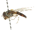  ( - CNC DIPTERA 105383)  @12 [ ] CreativeCommons - Attribution (2011) CNC/CBG Photography Group Centre for Biodiversity Genomics
