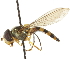  ( - CNC DIPTERA 105385)  @14 [ ] CreativeCommons - Attribution (2011) CNC/CBG Photography Group Centre for Biodiversity Genomics