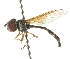  ( - CNC DIPTERA 105386)  @11 [ ] CreativeCommons - Attribution (2011) CNC/CBG Photography Group Centre for Biodiversity Genomics