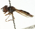  ( - CNC DIPTERA 105387)  @11 [ ] CreativeCommons - Attribution (2011) CNC/CBG Photography Group Centre for Biodiversity Genomics