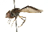  ( - CNC DIPTERA 105388)  @11 [ ] CreativeCommons - Attribution (2011) CNC/CBG Photography Group Centre for Biodiversity Genomics
