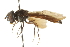  ( - CNC DIPTERA 105389)  @11 [ ] CreativeCommons - Attribution (2011) CNC/CBG Photography Group Centre for Biodiversity Genomics