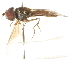  ( - CNC DIPTERA 105394)  @13 [ ] CreativeCommons - Attribution (2011) CNC/CBG Photography Group Centre for Biodiversity Genomics
