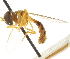  ( - CNC DIPTERA 105396)  @11 [ ] CreativeCommons - Attribution (2011) CNC/CBG Photography Group Centre for Biodiversity Genomics