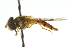  ( - CNC DIPTERA 105398)  @11 [ ] CreativeCommons - Attribution (2011) CNC/CBG Photography Group Centre for Biodiversity Genomics