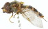  ( - CNC DIPTERA 105403)  @11 [ ] CreativeCommons - Attribution (2011) CNC/CBG Photography Group Centre for Biodiversity Genomics