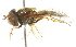  ( - CNC DIPTERA 105404)  @11 [ ] CreativeCommons - Attribution (2011) CNC/CBG Photography Group Centre for Biodiversity Genomics