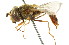  ( - CNC DIPTERA 105405)  @11 [ ] CreativeCommons - Attribution (2011) CNC/CBG Photography Group Centre for Biodiversity Genomics