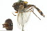  ( - CNC DIPTERA 105406)  @11 [ ] CreativeCommons - Attribution (2011) CNC/CBG Photography Group Centre for Biodiversity Genomics