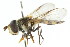  ( - CNC DIPTERA 105409)  @13 [ ] CreativeCommons - Attribution (2011) CNC/CBG Photography Group Centre for Biodiversity Genomics