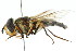  ( - CNC DIPTERA 105411)  @11 [ ] CreativeCommons - Attribution (2011) CNC/CBG Photography Group Centre for Biodiversity Genomics