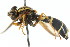  ( - CNC DIPTERA 105414)  @13 [ ] CreativeCommons - Attribution (2011) CNC/CBG Photography Group Centre for Biodiversity Genomics