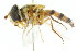  ( - CNC DIPTERA 105417)  @11 [ ] CreativeCommons - Attribution (2011) CNC/CBG Photography Group Centre for Biodiversity Genomics