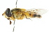  ( - CNC DIPTERA 105419)  @11 [ ] CreativeCommons - Attribution (2011) CNC/CBG Photography Group Centre for Biodiversity Genomics