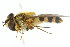 ( - CNC DIPTERA 105425)  @13 [ ] CreativeCommons - Attribution (2011) CNC/CBG Photography Group Centre for Biodiversity Genomics