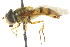  ( - CNC DIPTERA 105530)  @14 [ ] CreativeCommons - Attribution (2011) CNC/CBG Photography Group Centre for Biodiversity Genomics