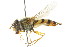  ( - CNC DIPTERA 105532)  @11 [ ] CreativeCommons - Attribution (2011) CNC/CBG Photography Group Centre for Biodiversity Genomics