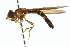  ( - CNC DIPTERA 105536)  @11 [ ] CreativeCommons - Attribution (2011) CNC/CBG Photography Group Centre for Biodiversity Genomics