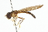  ( - CNC DIPTERA 105537)  @11 [ ] CreativeCommons - Attribution (2011) CNC/CBG Photography Group Centre for Biodiversity Genomics