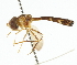  ( - CNC DIPTERA 105538)  @11 [ ] CreativeCommons - Attribution (2011) CNC/CBG Photography Group Centre for Biodiversity Genomics