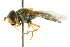  ( - CNC DIPTERA 105550)  @11 [ ] CreativeCommons - Attribution (2011) CNC/CBG Photography Group Centre for Biodiversity Genomics