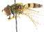  ( - CNC DIPTERA 105552)  @13 [ ] CreativeCommons - Attribution (2011) CNC/CBG Photography Group Centre for Biodiversity Genomics