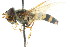  ( - CNC DIPTERA 105553)  @13 [ ] CreativeCommons - Attribution (2011) CNC/CBG Photography Group Centre for Biodiversity Genomics